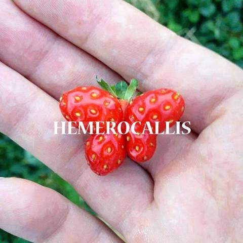 Hemerocallis - exposition collective
